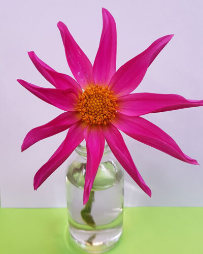 Dahlia-Honka