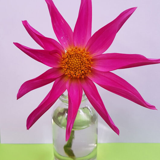 Dahlia-Honka