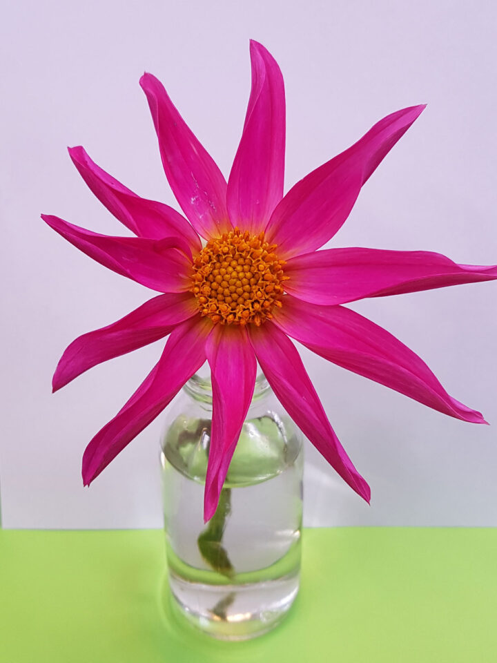 Dahlia-Honka