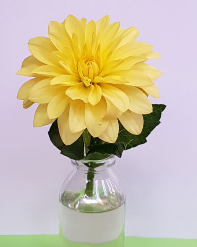 Dahlia-Munchen