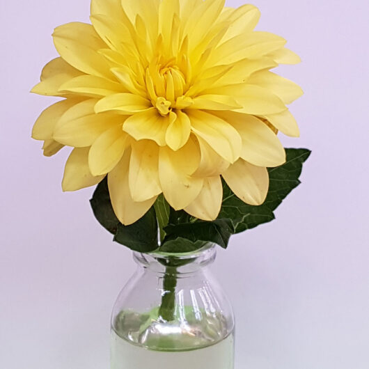 Dahlia-Munchen