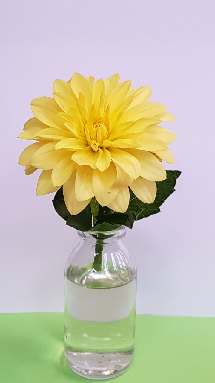 Dahlia-Munchen