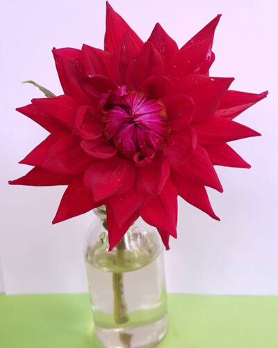 Dahlia-Wittemans-Best