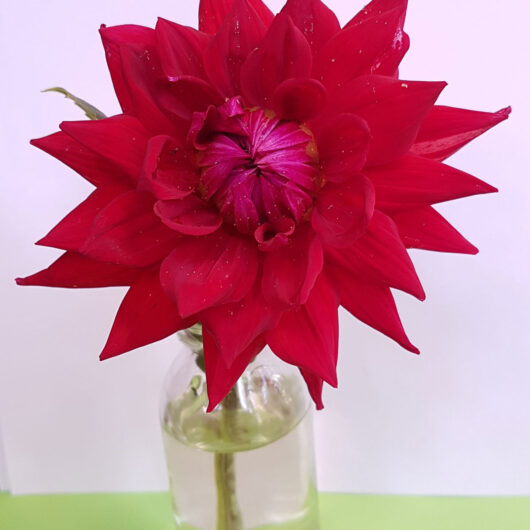 Dahlia-Wittemans-Best