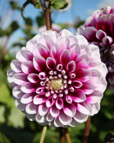 Dahlia-little-Robert