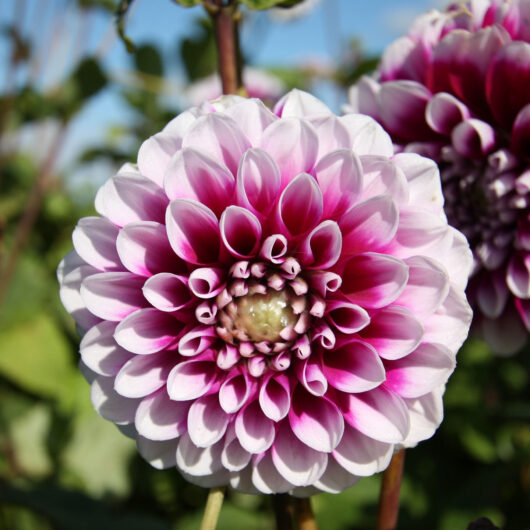 Dahlia-little-Robert