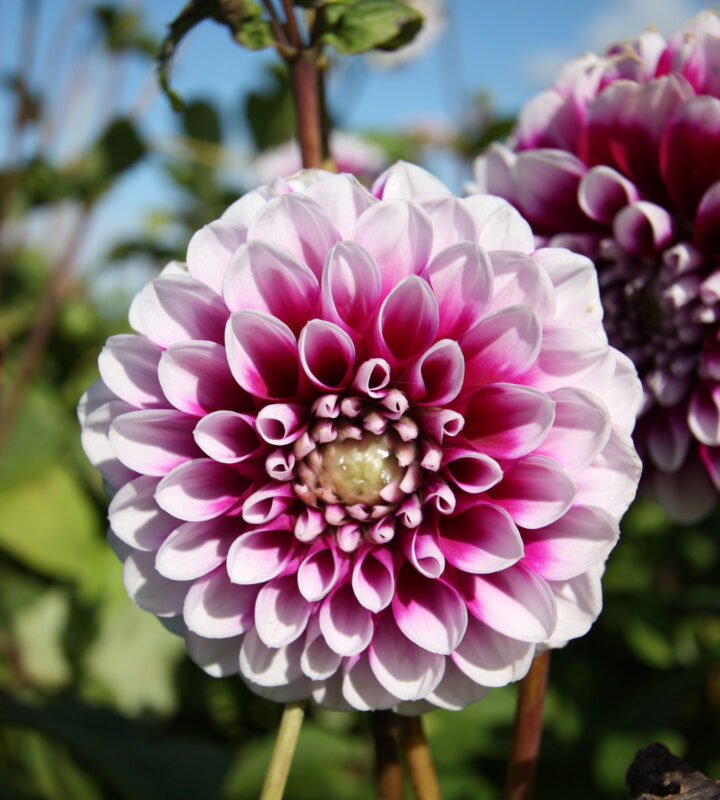 Dahlia-little-Robert