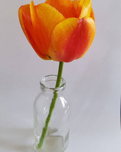 Tulp-Apeldoorn-Elite