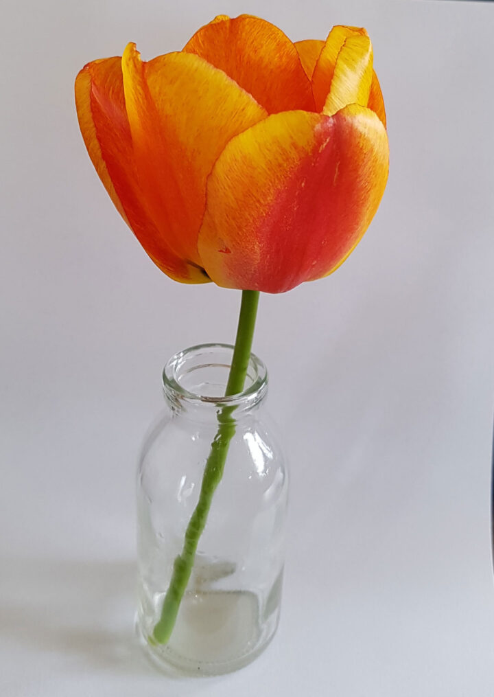 Tulp-Apeldoorn-Elite