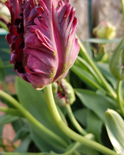 Tulp-Black-Parrot