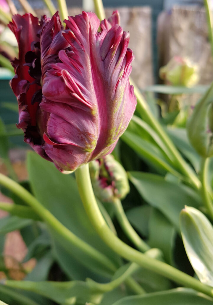 Tulp-Black-Parrot