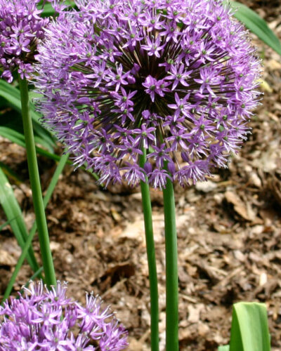 Allium Aflatunense