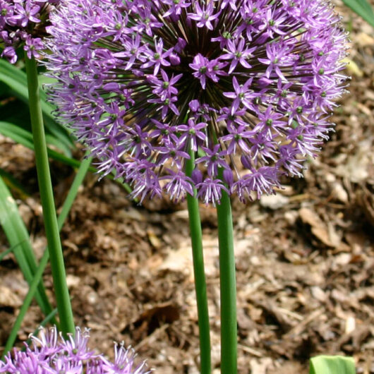 Allium Aflatunense