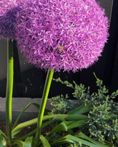 Allium Globemaster