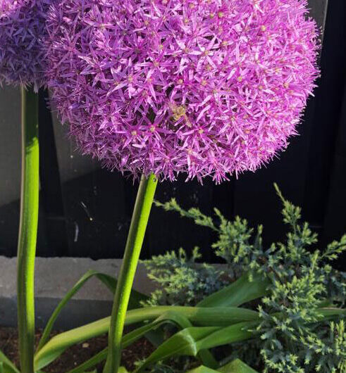 Allium Globemaster