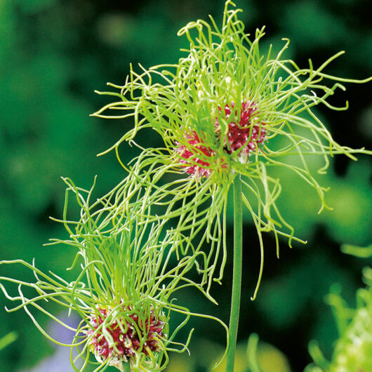 Allium Hair