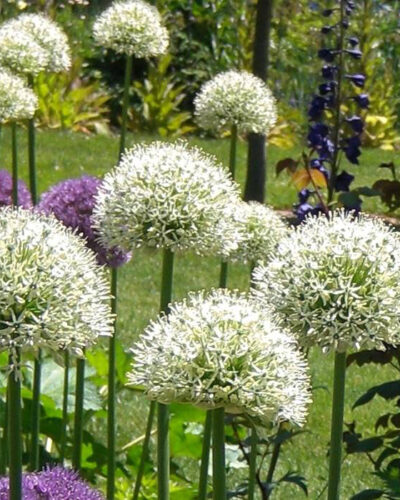 Allium Mount Everest