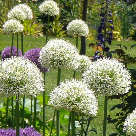 Allium Mount Everest