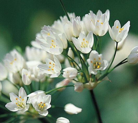 Allium Neopolitanum