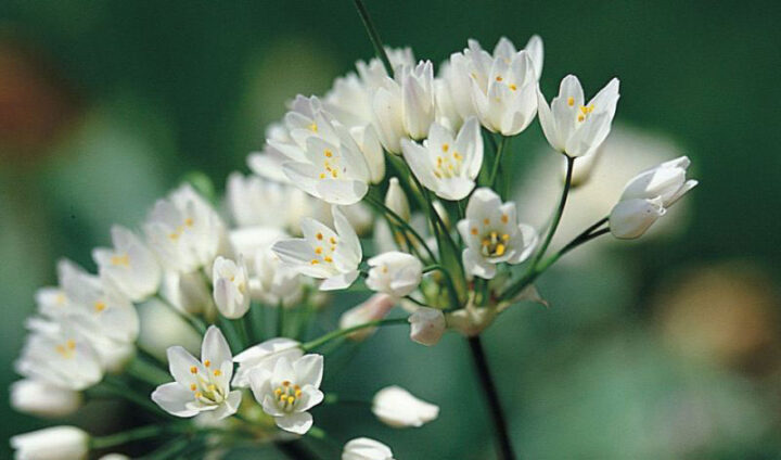 Allium Neopolitanum