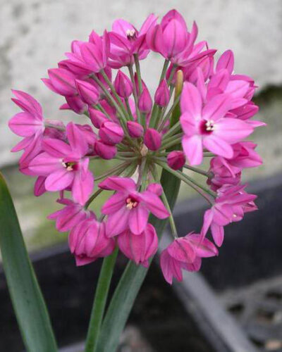 Allium Oreophilum