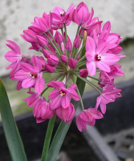 Allium Oreophilum