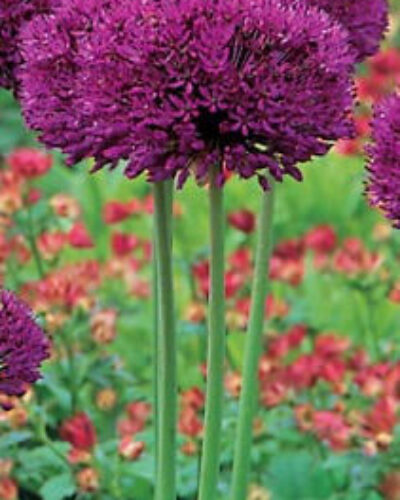 Allium Purple Sensation