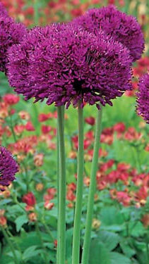 Allium Purple Sensation