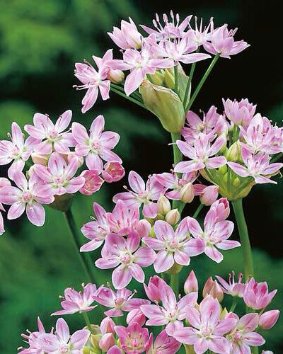 Allium Roseum