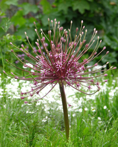 Allium Schubertii