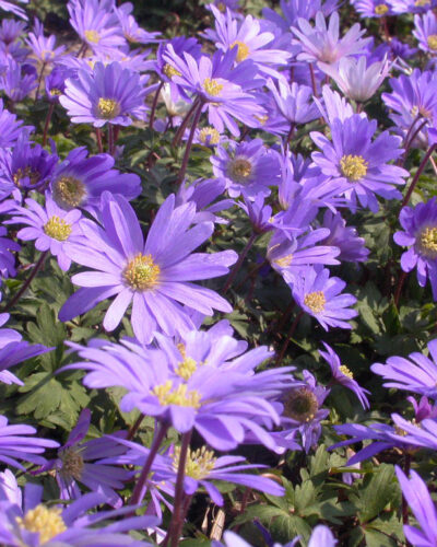 Anemone Blue Shades