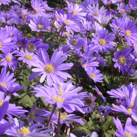 Anemone Blue Shades