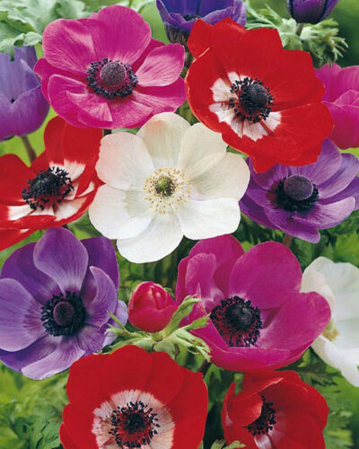 Anemone De Caen