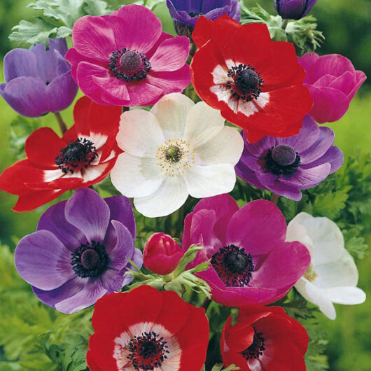 Anemone De Caen