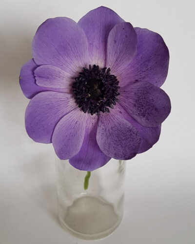 Anemone Fokker