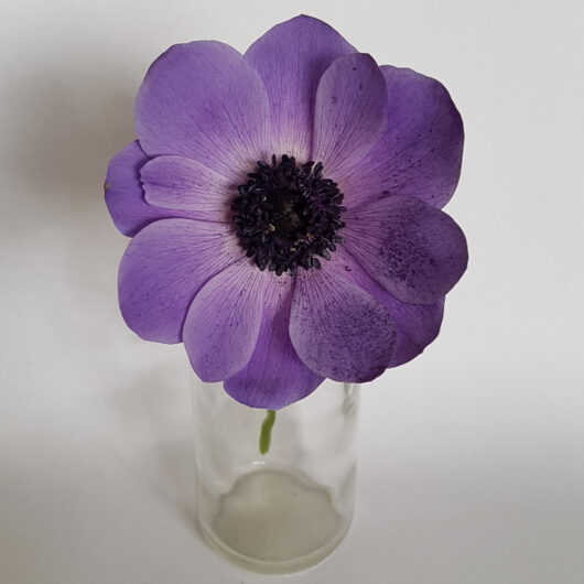 Anemone Fokker