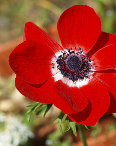 Anemone Hollandia