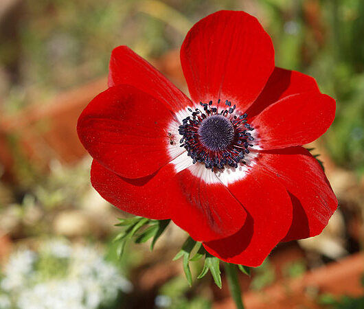 Anemone Hollandia