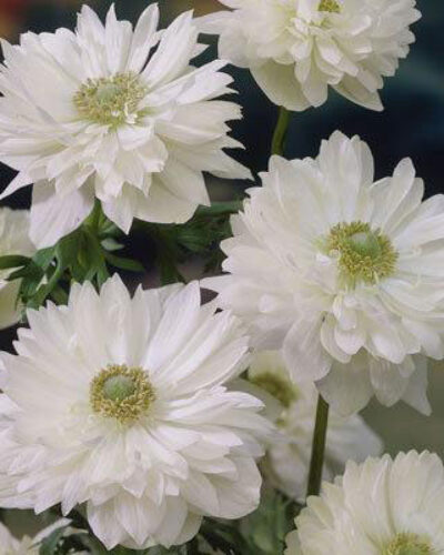 Anemone Mount Everest