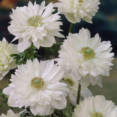 Anemone Mount Everest