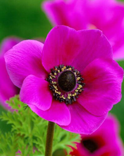 Anemone Sylphide