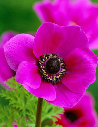 Anemone Sylphide