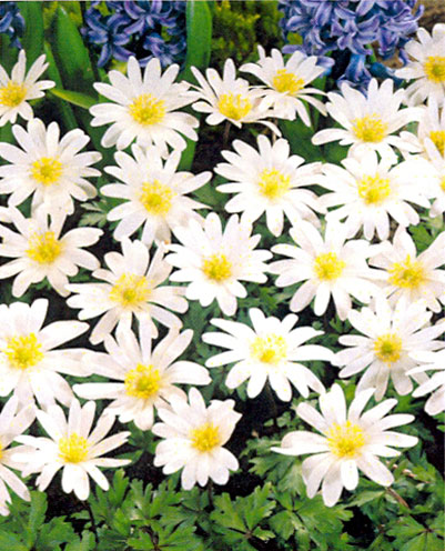 Anemone White Splendour