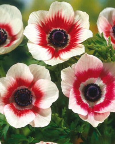 Anemone Bicolor