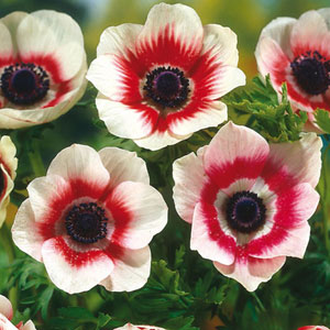 Anemone Bicolor