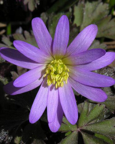 Anemone Blanda Rosea