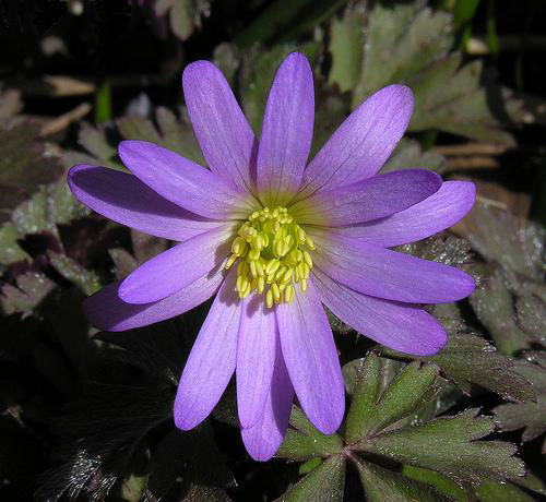 Anemone Blanda Rosea