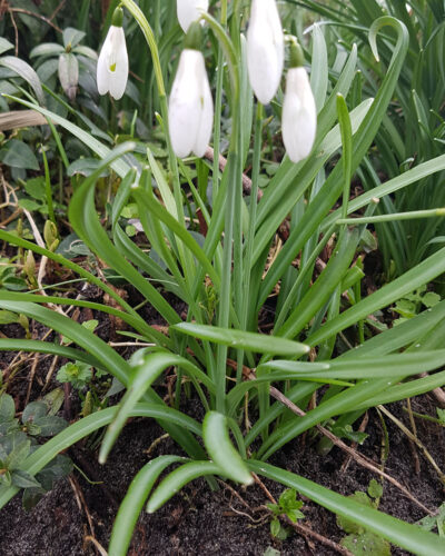 Bijgoed-Galanthus-Nivalis