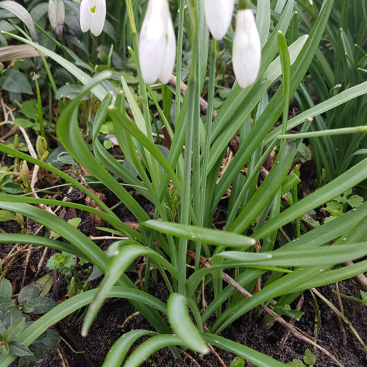 Bijgoed-Galanthus-Nivalis