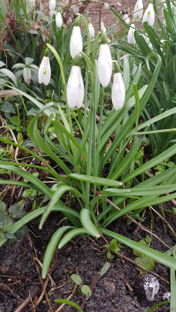 Bijgoed-Galanthus-Nivalis